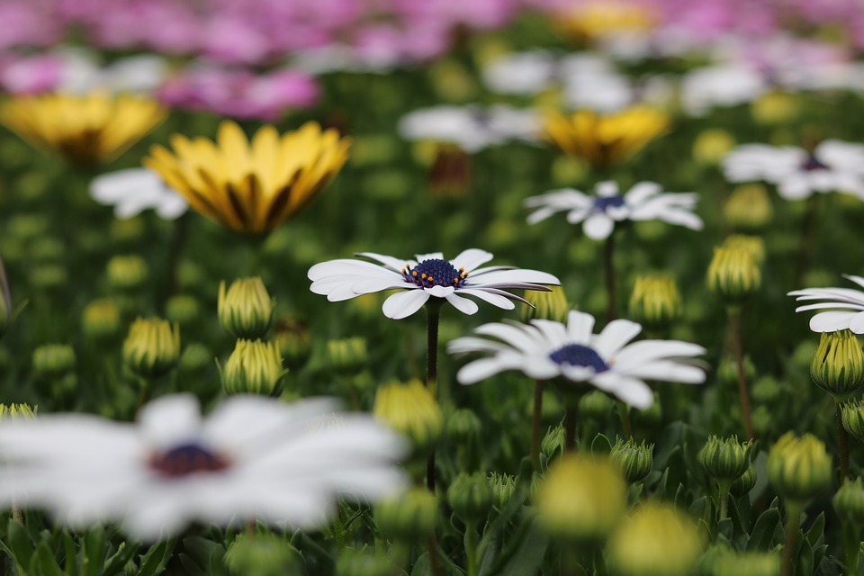 オステオスペルマムの育て方 長く咲かせる4つのポイントをご紹介 Soleil Garden