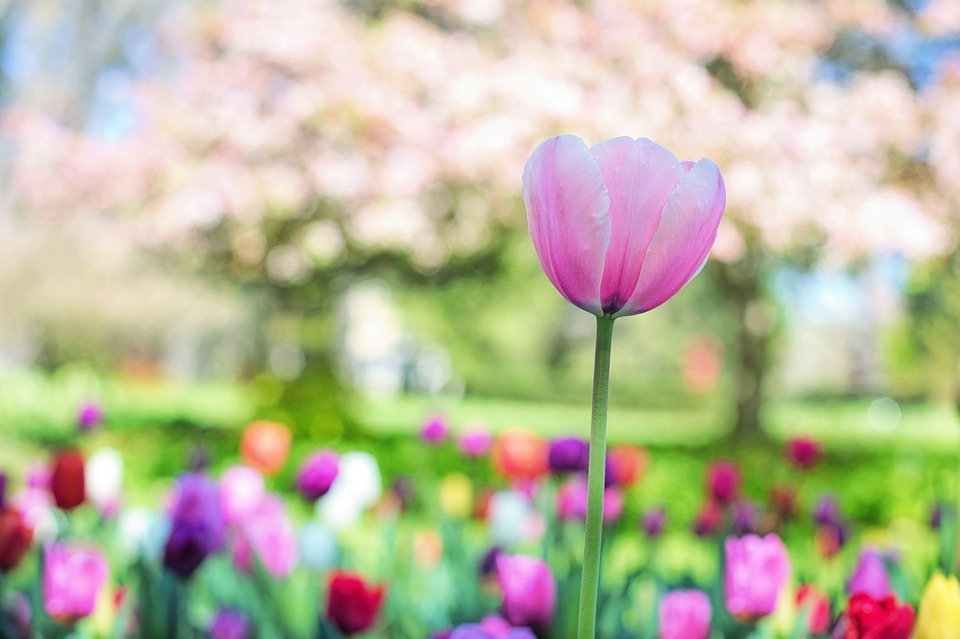 春の花10選 ガーデニング初心者におすすめの草花をご紹介 Soleil Garden
