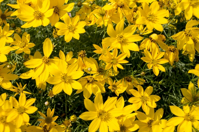 黄色い花が咲き乱れるコレオプシス