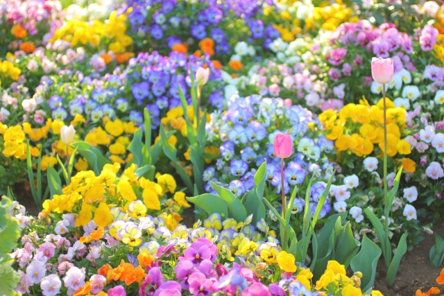 春の花で溢れる庭