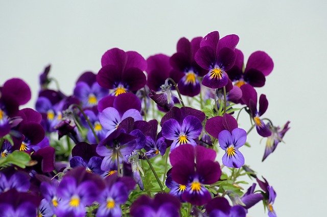 花付きがいい紫のビオラ