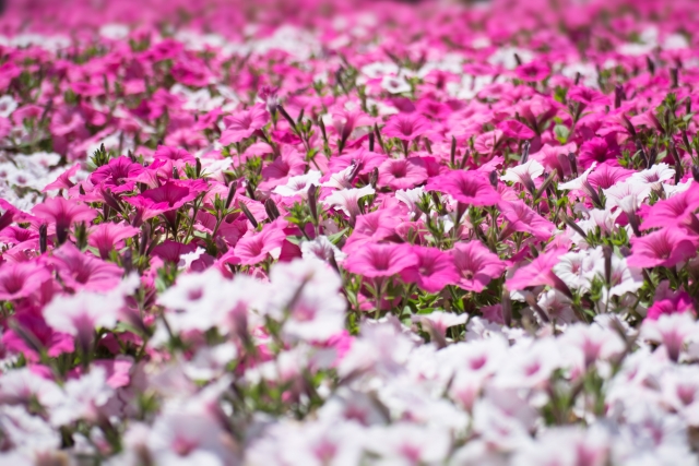庭いっぱいに広がるピンク色のペチュニア